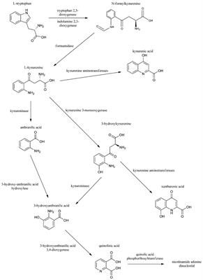 The Effect of Systemic Nitroglycerin Administration on the Kynurenine Pathway in the Rat